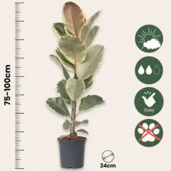 Krukkeplanter Indendørs^Gummitræ - Ficus Elastica 'Tineke' - Højde 75-100cm - ⌀24cm