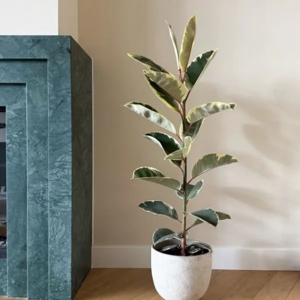 Krukkeplanter Indendørs^Gummitræ - Ficus Elastica 'Tineke' - Højde 75-100cm - ⌀24cm