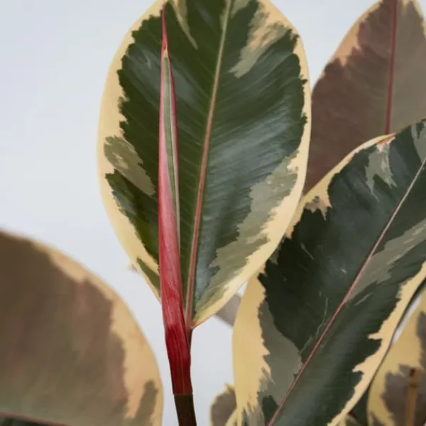 Krukkeplanter Indendørs^Gummitræ - Ficus Elastica 'Tineke' - Højde 75-100cm - ⌀24cm