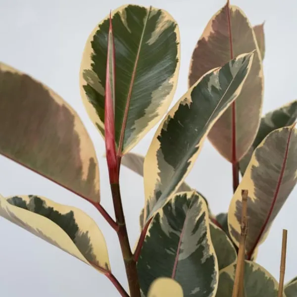 Krukkeplanter Indendørs^Gummitræ - Ficus Elastica 'Tineke' - Højde 75-100cm - ⌀24cm