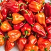 Frø^Habanero rød chili peber 0,15 g PlantiCo frø
