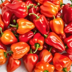 Frø^Habanero rød chili peber 0,15 g PlantiCo frø