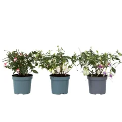 Sale Havefuchsia - Sæt med 3 - Fuchsia magellanica - Højde 10-20cm - ⌀9cm Blomster