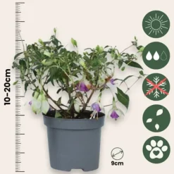 Sale Havefuchsia - Sæt med 3 - Fuchsia magellanica - Højde 10-20cm - ⌀9cm Blomster