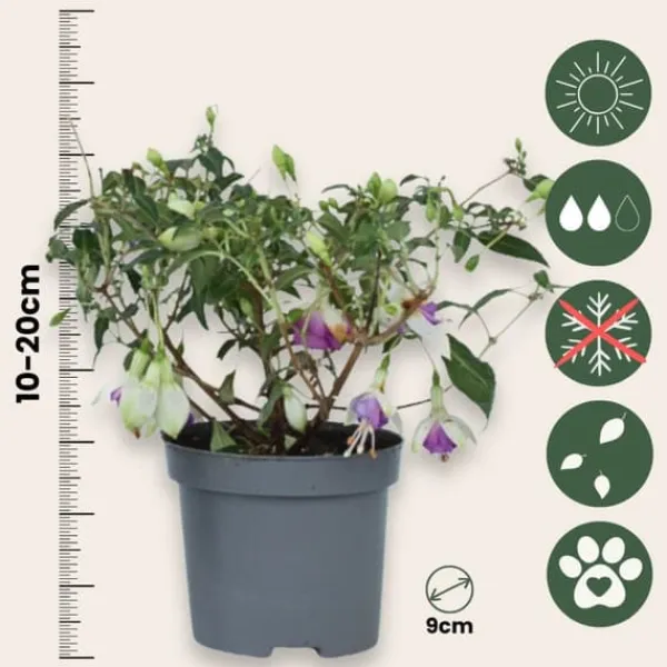 Sale Havefuchsia - Sæt med 3 - Fuchsia magellanica - Højde 10-20cm - ⌀9cm Blomster