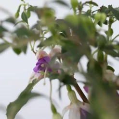 Sale Havefuchsia - Sæt med 3 - Fuchsia magellanica - Højde 10-20cm - ⌀9cm Blomster