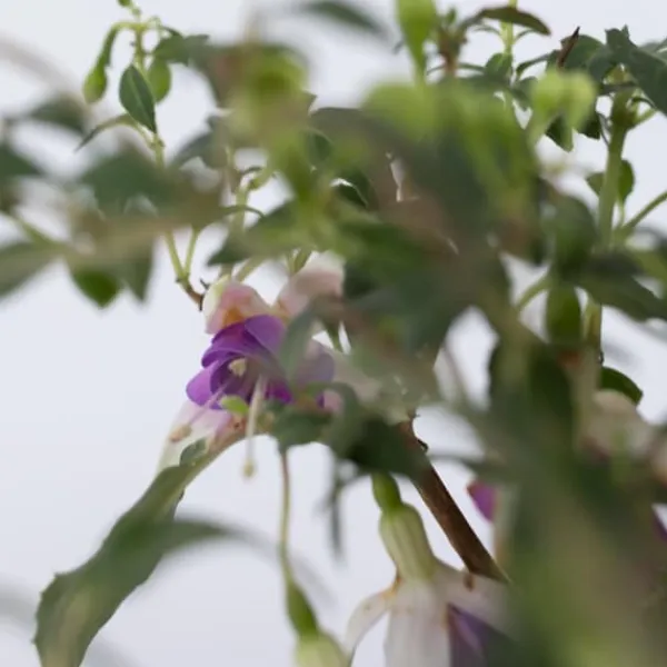 Sale Havefuchsia - Sæt med 3 - Fuchsia magellanica - Højde 10-20cm - ⌀9cm Blomster