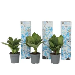 Outlet Havehortensia - Sæt 3 - Hydrangea macrophylla 'Bavaria' - Højde 25-40cm - ⌀9cm Blomster