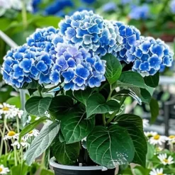 Outlet Havehortensia - Sæt 3 - Hydrangea macrophylla 'Bavaria' - Højde 25-40cm - ⌀9cm Blomster