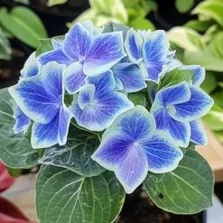Outlet Havehortensia - Sæt 3 - Hydrangea macrophylla 'Bavaria' - Højde 25-40cm - ⌀9cm Blomster