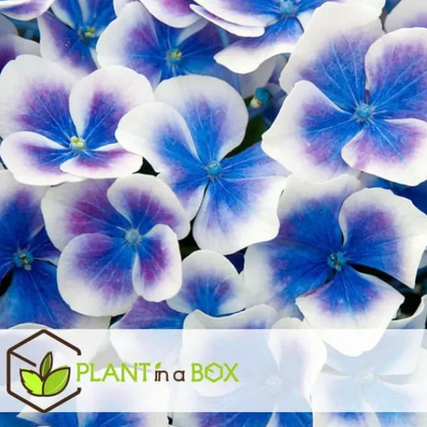 Outlet Havehortensia - Sæt 3 - Hydrangea macrophylla 'Bavaria' - Højde 25-40cm - ⌀9cm Blomster