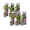 Blomster^Havehortensia - Sæt med 6 - Hydrangea 'Early Pink' - Højde 25-40cm - ⌀9cm