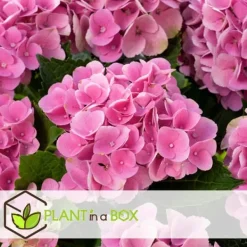 Blomster^Havehortensia - Sæt med 6 - Hydrangea 'Early Pink' - Højde 25-40cm - ⌀9cm