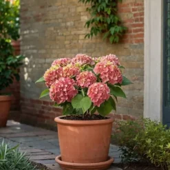Blomster^Havehortensia - Sæt med 6 - Hydrangea 'Early Pink' - Højde 25-40cm - ⌀9cm