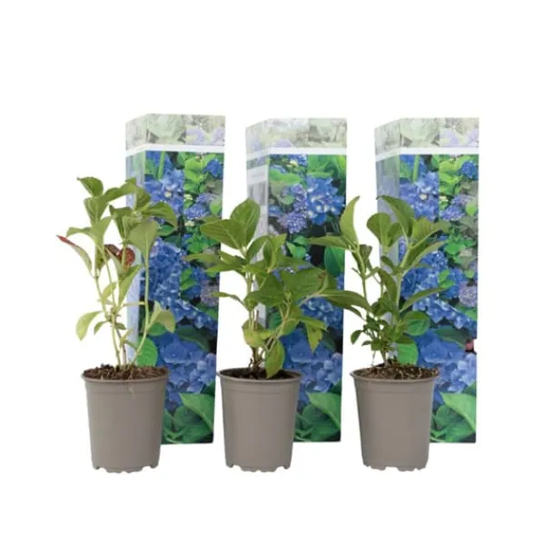 New Havehortensia - Sæt med 3 - Hydrangea 'Early Blue' - Højde 25-40cm - ⌀9cm Blomster