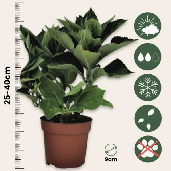 New Havehortensia - Sæt med 3 - Hydrangea 'Early Blue' - Højde 25-40cm - ⌀9cm Blomster