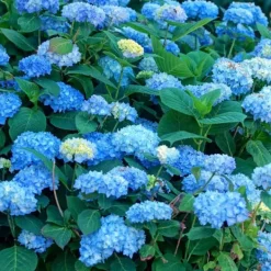 New Havehortensia - Sæt med 3 - Hydrangea 'Early Blue' - Højde 25-40cm - ⌀9cm Blomster