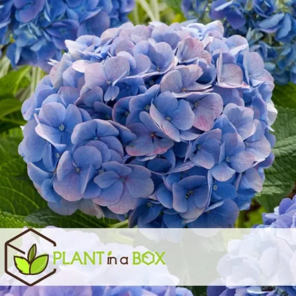 New Havehortensia - Sæt med 3 - Hydrangea 'Early Blue' - Højde 25-40cm - ⌀9cm Blomster