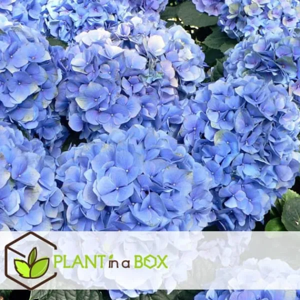 New Havehortensia - Sæt med 3 - Hydrangea 'Early Blue' - Højde 25-40cm - ⌀9cm Blomster