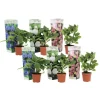 Sale Havehortensia - Sæt med 6 - Hydrangea macrophylla - Højde 25-40cm - ⌀9cm Blomster