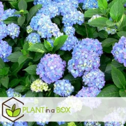 Sale Havehortensia - Sæt med 6 - Hydrangea macrophylla - Højde 25-40cm - ⌀9cm Blomster