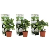 Blomster^Havehortensia - Sæt med 3 - Hydrangea macrophylla 'Wudu' - Højde 25-40cm - ⌀9cm