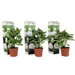 Blomster^Havehortensia - Sæt med 3 - Hydrangea macrophylla 'Wudu' - Højde 25-40cm - ⌀9cm