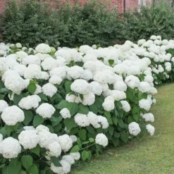 Blomster^Havehortensia - Sæt med 3 - Hydrangea macrophylla 'Wudu' - Højde 25-40cm - ⌀9cm