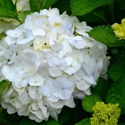 Blomster^Havehortensia - Sæt med 3 - Hydrangea macrophylla 'Wudu' - Højde 25-40cm - ⌀9cm