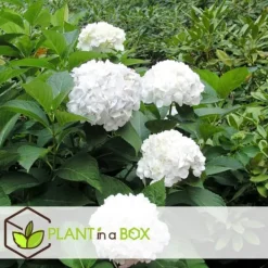 Blomster^Havehortensia - Sæt med 3 - Hydrangea macrophylla 'Wudu' - Højde 25-40cm - ⌀9cm