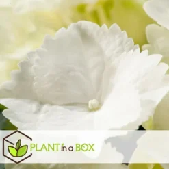 Blomster^Havehortensia - Sæt med 3 - Hydrangea macrophylla 'Wudu' - Højde 25-40cm - ⌀9cm