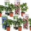 Outlet Havehortensia - Sæt med 6 - Hydrangea macrophylla - Højde 25-40cm - ⌀11cm Blomster