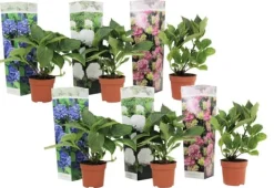 Outlet Havehortensia - Sæt med 6 - Hydrangea macrophylla - Højde 25-40cm - ⌀11cm Blomster