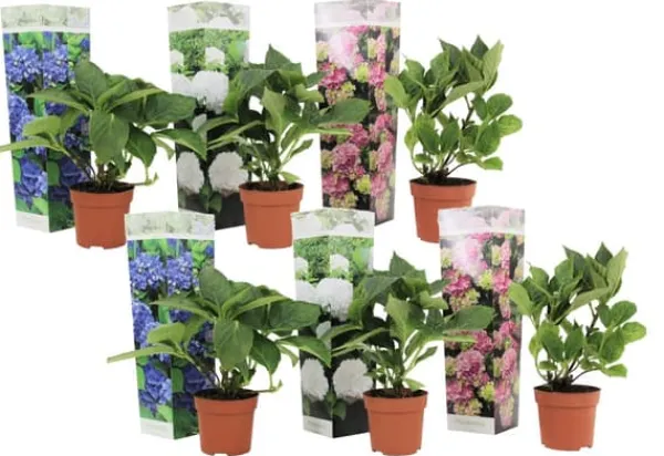 Outlet Havehortensia - Sæt med 6 - Hydrangea macrophylla - Højde 25-40cm - ⌀11cm Blomster