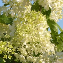 Outlet Havehortensia - Sæt med 6 - Hydrangea macrophylla - Højde 25-40cm - ⌀11cm Blomster