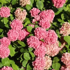 Outlet Havehortensia - Sæt med 6 - Hydrangea macrophylla - Højde 25-40cm - ⌀11cm Blomster