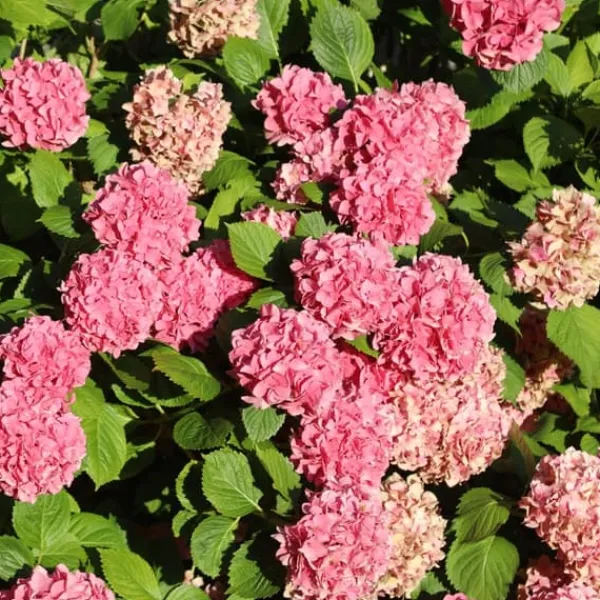 Outlet Havehortensia - Sæt med 6 - Hydrangea macrophylla - Højde 25-40cm - ⌀11cm Blomster