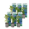 Blomster^Havehortensia - Sæt med 6 - Hydrangea 'Early Blue' - Højde 25-40cm - ⌀9cm