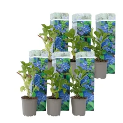 Blomster^Havehortensia - Sæt med 6 - Hydrangea 'Early Blue' - Højde 25-40cm - ⌀9cm