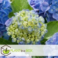 Blomster^Havehortensia - Sæt med 6 - Hydrangea 'Early Blue' - Højde 25-40cm - ⌀9cm