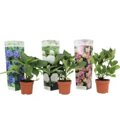 Best Havehortensia - Sæt med 3 - Hydrangea macrophylla - Højde 25-40cm - ⌀9cm Blomster