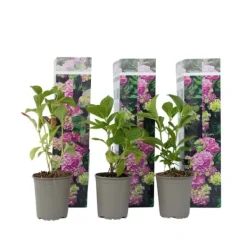 Clearance Havehortensia - Sæt med 3 - Hydrangea 'Early Pink' - Højde 25-40cm - ⌀9cm Buskads