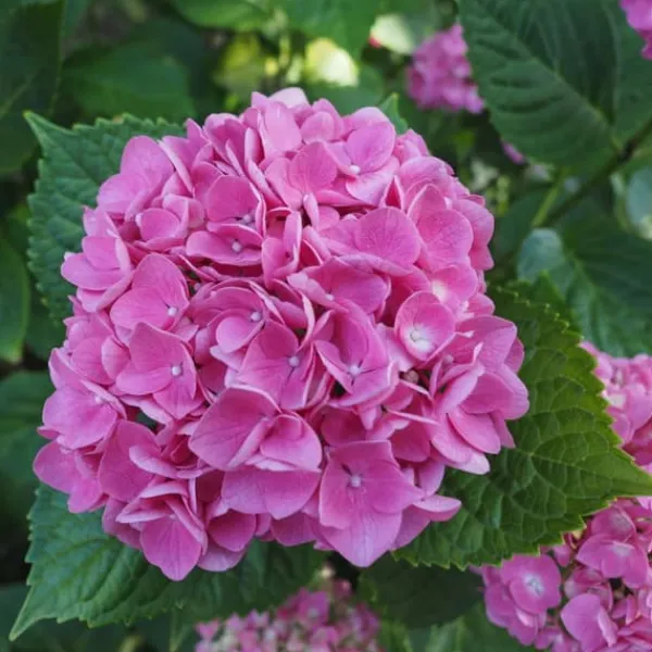 Clearance Havehortensia - Sæt med 3 - Hydrangea 'Early Pink' - Højde 25-40cm - ⌀9cm Buskads
