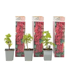 Sale Haveribs - 3 stk - Ribes rubrum - Højde 25-40cm - ⌀9cm Buskads