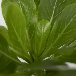 Hot Hawaiipalme - Brighamia insignis - Højde 25-35cm - Potte 12cm Krukkeplanter Indendørs