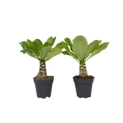 Clearance Hawaiipalme - Sæt med 2 - Brighamia 'Insignis' - Højde 25-35cm - ⌀12cm Krukkeplanter Indendørs