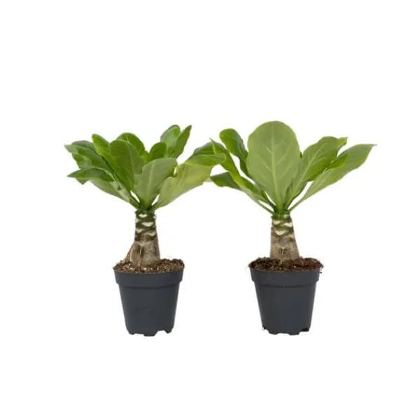 Clearance Hawaiipalme - Sæt med 2 - Brighamia 'Insignis' - Højde 25-35cm - ⌀12cm Krukkeplanter Indendørs