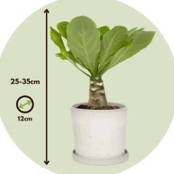 Clearance Hawaiipalme - Sæt med 2 - Brighamia 'Insignis' - Højde 25-35cm - ⌀12cm Krukkeplanter Indendørs