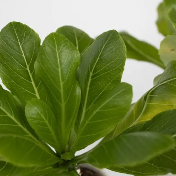 Clearance Hawaiipalme - Sæt med 2 - Brighamia 'Insignis' - Højde 25-35cm - ⌀12cm Krukkeplanter Indendørs