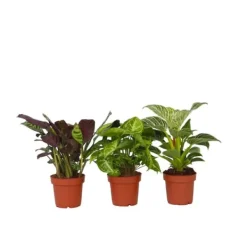 Clearance Hemmix - Sæt med 3 - Ctenanthe, Philodendron, Syngonium - Højde 25-40cm - ⌀12cm Krukkeplanter Indendørs